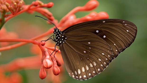 Papillonline : l'application de découverte et d’observation des papillons