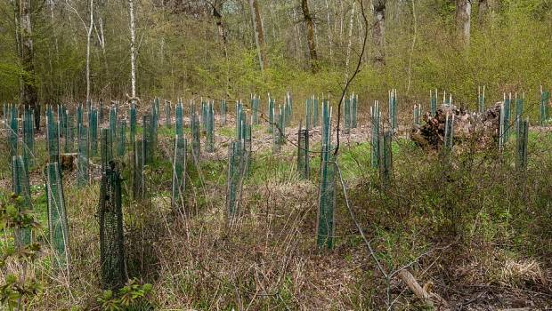 Ecosia Trees, le nouveau service de reboisement destiné aux entreprises