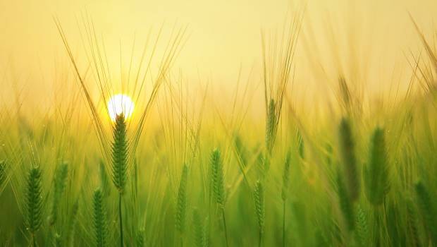 L’agriculture biologique ouvrirait la voie de l’autonomie alimentaire en Europe