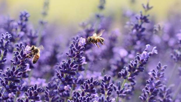 Le plan pollinisateurs mis en consultation publique