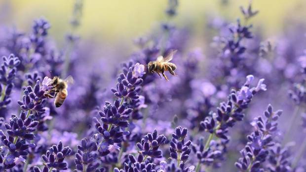 Le plan pollinisateurs mis en consultation publique