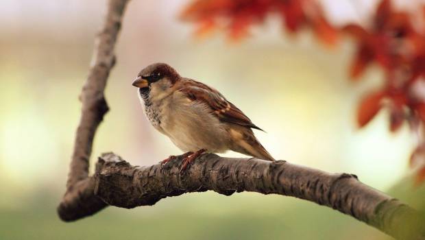 Le Conseil d’État suspend la chasse à la glu