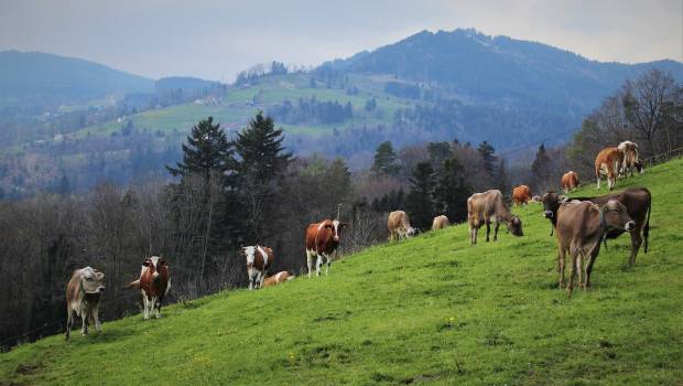 La réduction des émissions de méthane et la sécurité alimentaire, profondément liées
