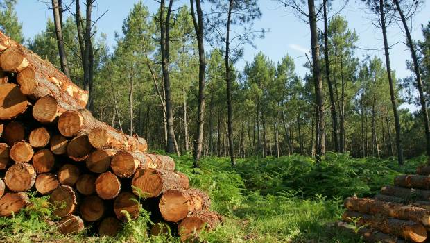 Stratégie européenne pour les forêts : un texte insuffisant pour la préservation de l'écosystème forestier