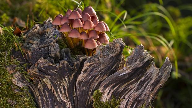 De nouvelles enzymes pour dégrader les biodéchets