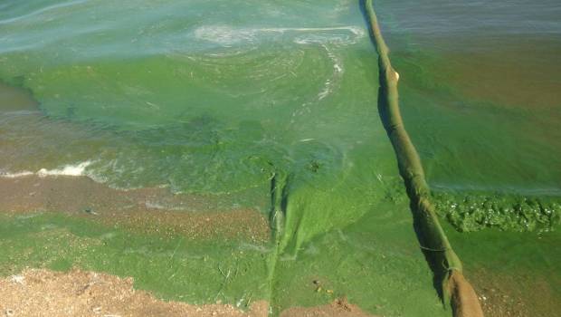 L’imagerie satellite pour prévenir les proliférations de cyanobactéries