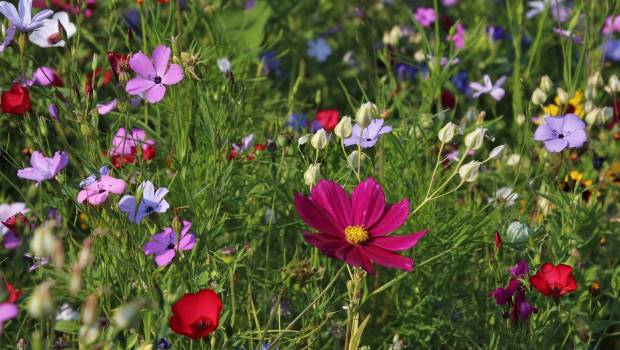 La moitié de la flore terrestre n'a pas encore été photographiée