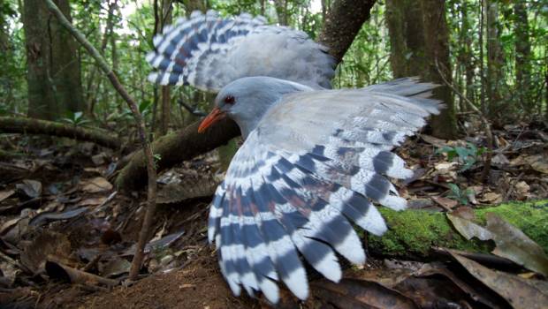 Les invasions biologiques menacent les oiseaux et mammifères