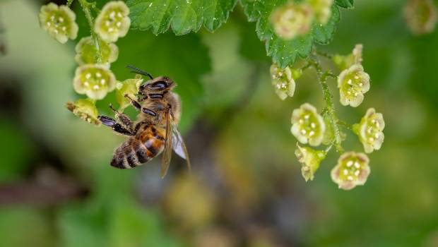 Deux associations attaquent l’État en justice pour manquement à la protection de la biodiversité