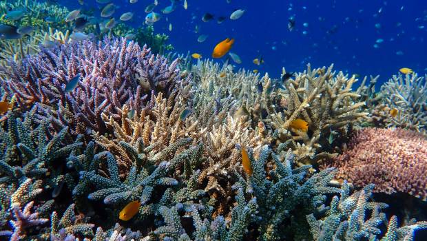 OuiLive mise sur les défis connectés pour restaurer les récifs coralliens