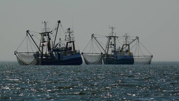 Trois espèces de poissons pélagiques menacées par la surpêche