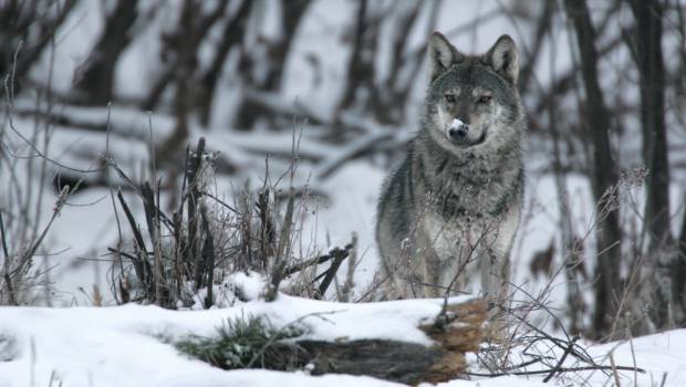 Réensauvagement : « donner à la nature les moyens de trouver le bon chemin »