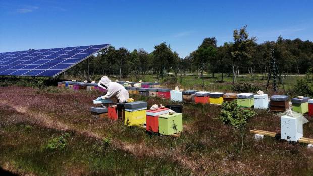 Le parc solaire de La Verdière fait place nette aux abeilles