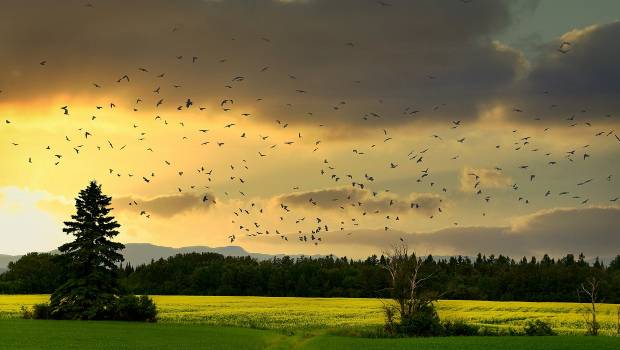 Biodiversité : le Cese préconise une stratégie nationale « juridiquement opposable »