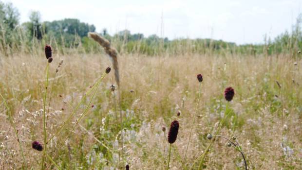 Pro Natura Île-de-France rejoint le réseau des Conservatoires d'espaces naturels