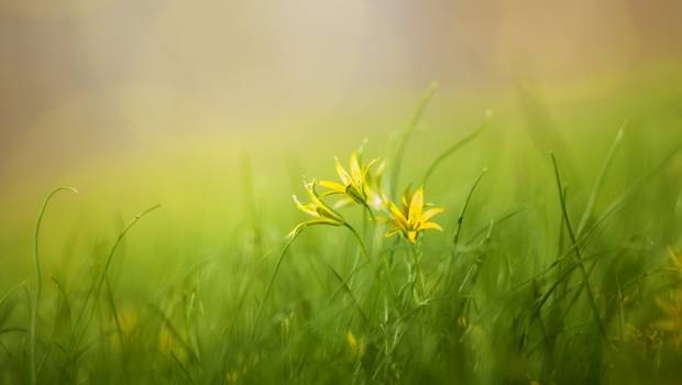 L'OFB récompense une centaine de projets en faveur de la biodiversité