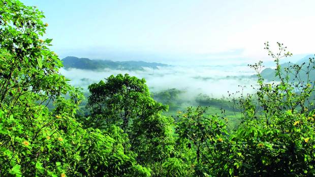 Un outil pour cartographier la séquestration du CO2 par les forêts