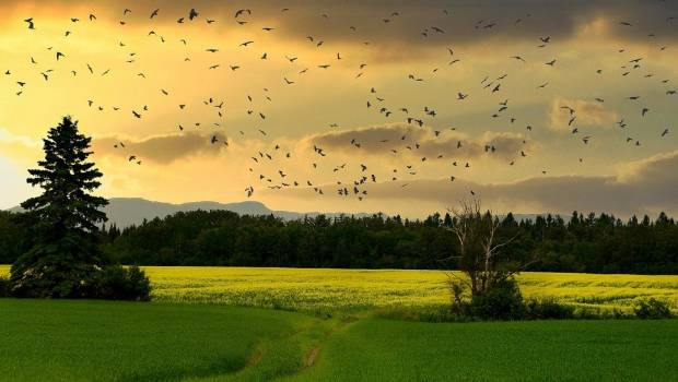 HEC Paris lance son « Académie Biodiversité »