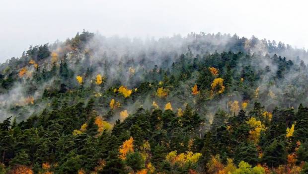 L’office nationale des forêts encourage à la compensation carbone