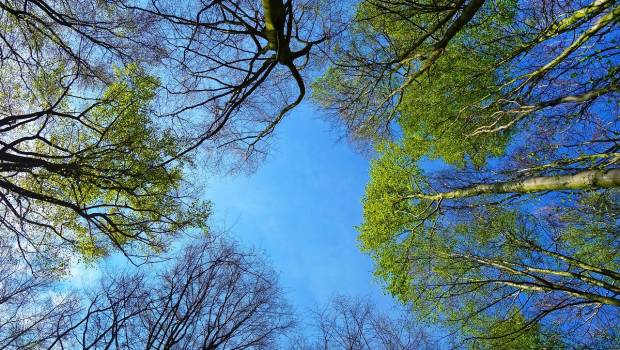 Des associations lancent un « Appel des forêts d’Île-de-France »
