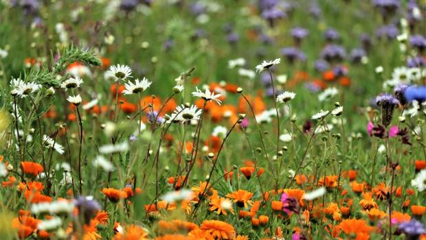 Le prix national du génie écologique lance son édition 2022
