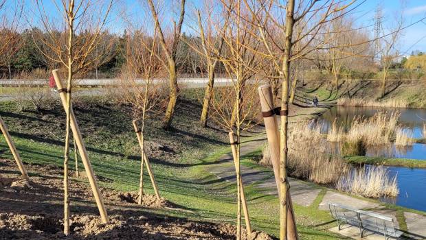Le Val-de-Marne plante 50.000 arbres