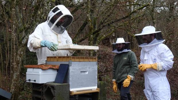 Une ruche connectée pour la protection des abeilles