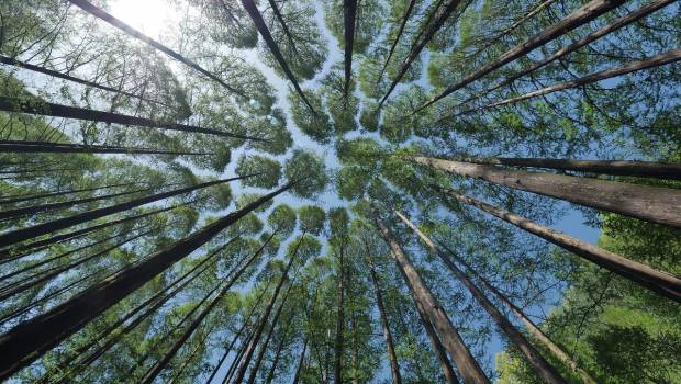 Une nouvelle plateforme pour explorer les écosystèmes forestiers