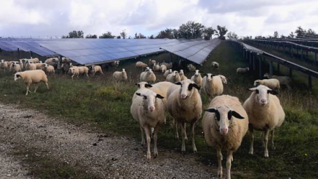 Valeco étudie l’impact agronomique et zootechnique de l'agrivoltaïsme