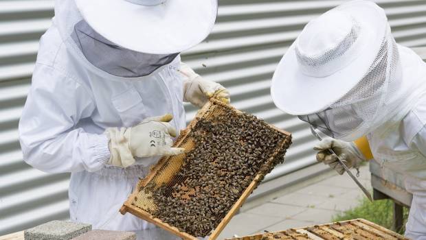 Bee Friendly et BeeGuard unissent leurs savoir-faire