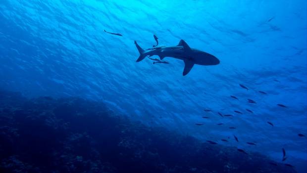 L’intelligence artificielle pour évaluer l'évolution de la biodiversité marine