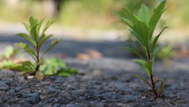 Artificialisation des sols : trois projets de décrets complémentaires en consultation