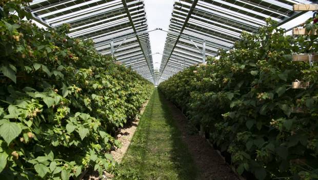 Agrivoltaïsme : BayWa r.e. recherche des partenaires producteurs de fruits  