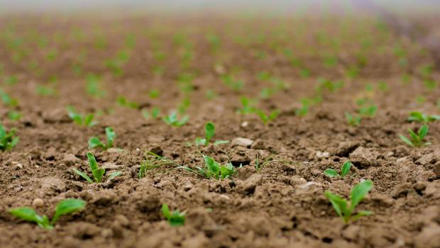 40 millions d’euros pour des variétés végétales adaptées au changement climatique