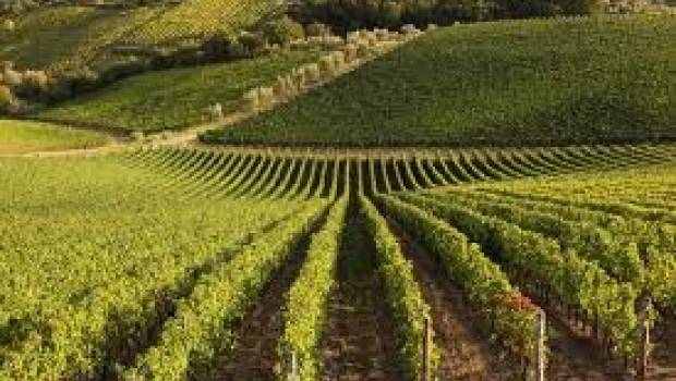 Amoéba, l’amibe qui vous veut du bien