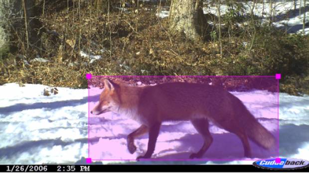Une chaîne technologique pour assurer le suivi automatique d’espèces animales