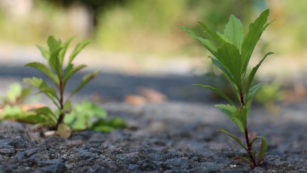 Le Sénat consulte les élus locaux sur l'application de « zéro artificialisation nette »