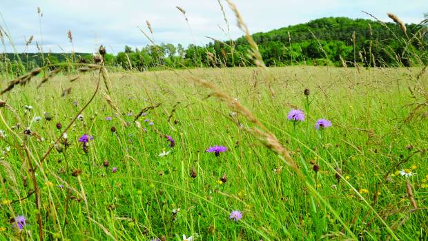 Enquête | Les atlas de la biodiversité communale, un levier pour l’action locale