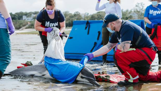 Ifaw forme les professionnels du sauvetage animalier