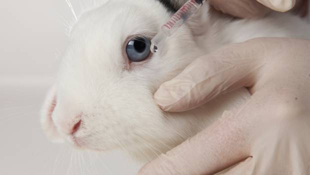 Tribune | « Il est possible de mener des expérimentations scientifiques sans avoir recours aux animaux »