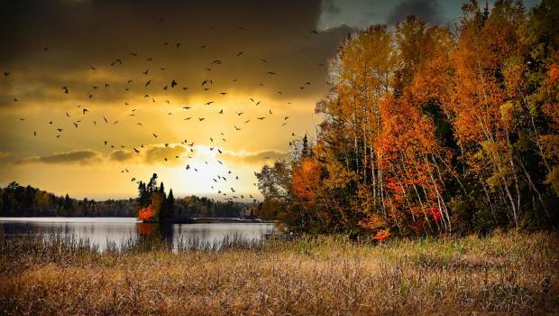 Biotope, BioConsult SH et HiDef Aerial Surveying s’allient pour l’étude de la biodiversité