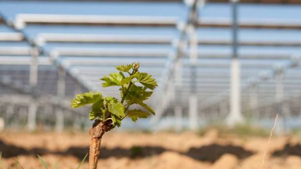 À Llupia, l'agrivoltaïsme protège une culture fruitière des aléas climatiques