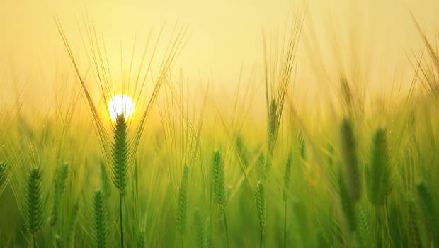 Une coopération pour la transition durable des systèmes agricoles