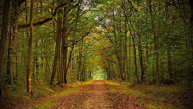 L’inventaire forestier de l’IGN: un bilan en demi-teinte