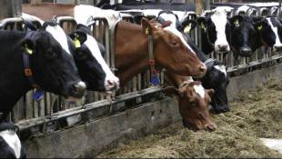 L’industrie de la viande et des produits laitiers génère 3,4 % des émissions mondiales de méthane