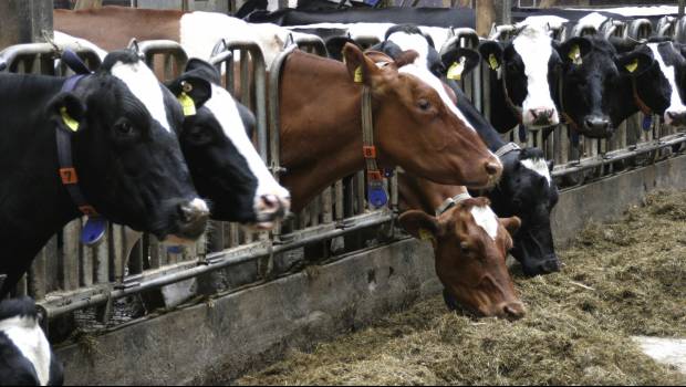 L’industrie de la viande et des produits laitiers génère 3,4 % des émissions mondiales de méthane