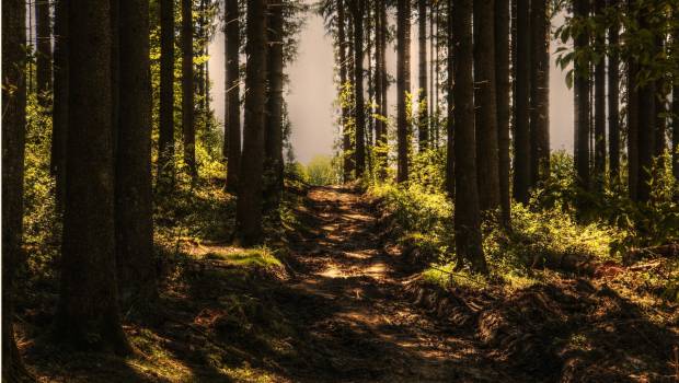 FNCOFOR et l’ONF, partenaires pour la gestion durable de la forêt publique 