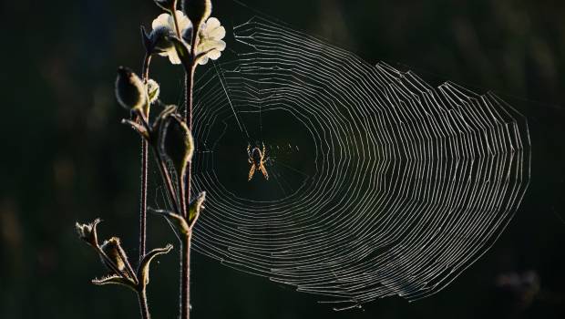 Plus de 10 % des espèces d’araignées sont en danger