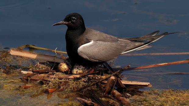 La sécheresse met en péril la biodiversité en Charente-Maritime et en Vendée