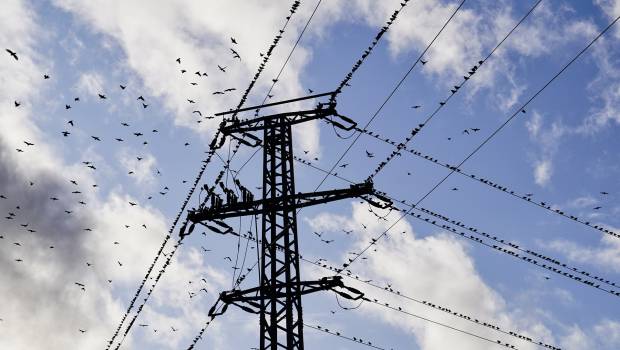 15 millions d'euros pour protéger les oiseaux des lignes électriques